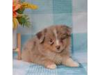 Miniature Australian Shepherd Puppy for sale in Windsor, MO, USA