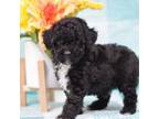 Poodle (Toy) Puppy for sale in Windsor, MO, USA