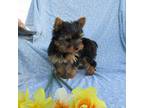 Yorkshire Terrier Puppy for sale in Oconto, WI, USA