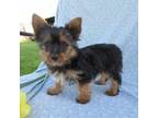 Yorkshire Terrier Puppy for sale in Oconto, WI, USA