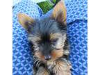 Yorkshire Terrier Puppy for sale in Oconto, WI, USA