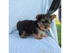 Yorkshire Terrier Puppy for sale in Oconto, WI, USA