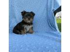 Yorkshire Terrier Puppy for sale in Oconto, WI, USA