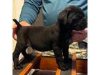 Cane Corso Puppy for sale in Tabor City, NC, USA