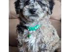 Poodle (Toy) Puppy for sale in Martinsville, MO, USA