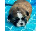 Shih Tzu Puppy for sale in Silex, MO, USA