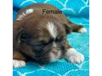 Shih Tzu Puppy for sale in Silex, MO, USA