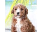 Goldendoodle Puppy for sale in Los Angeles, CA, USA