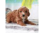 Goldendoodle Puppy for sale in Los Angeles, CA, USA