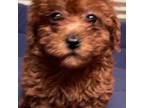 Poodle (Toy) Puppy for sale in Richlands, VA, USA