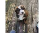 Mutt Puppy for sale in Louisville, KY, USA