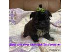 Shih Tzu Puppy for sale in Mayesville, SC, USA