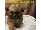 Shih Tzu Puppy for sale in Mayesville, SC, USA