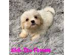 Shih Tzu Puppy for sale in Mayesville, SC, USA