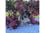 Dachshund Puppy for sale in Nappanee, IN, USA