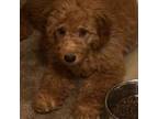Mutt Puppy for sale in Milford, MA, USA