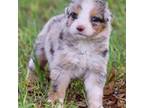 Australian Shepherd Puppy for sale in Poth, TX, USA
