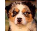 Australian Shepherd Puppy for sale in Poth, TX, USA