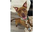 Mabel, American Pit Bull Terrier For Adoption In Elyria, Ohio