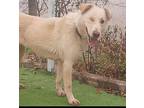 Ziba Middle East K.p, Labrador Retriever For Adoption In Langley