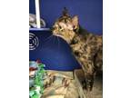 Magnolia, Domestic Shorthair For Adoption In Eau Claire, Wisconsin