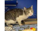 Mallory, Domestic Shorthair For Adoption In Eau Claire, Wisconsin