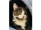 Sparkles, Domestic Shorthair For Adoption In Edmonton, Alberta