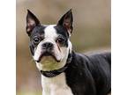 Jack, Boston Terrier For Adoption In Whitewater, Wisconsin