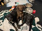 Sirius, Labrador Retriever For Adoption In Huntsville, Alabama