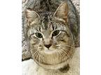 Sweetievan, Domestic Shorthair For Adoption In North Highlands, California