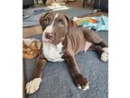 Evan, American Pit Bull Terrier For Adoption In Norristown, Pennsylvania