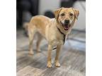 Dora, Labrador Retriever For Adoption In Lancaster, Ohio