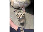 Sypha, Domestic Shorthair For Adoption In Dallas, Texas