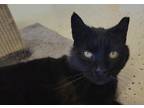 Nigel, Domestic Shorthair For Adoption In Columbus, Indiana