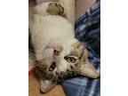 River, Domestic Shorthair For Adoption In Columbus, Indiana