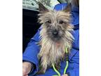 Cairn Terrier Puppy for sale in Renton, WA, USA