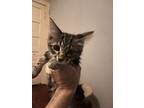 Spring Kittens, Domestic Shorthair For Adoption In Belton, Texas