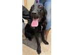 Dash, Labrador Retriever For Adoption In Libby, Montana