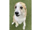 Dyn, Icelandic Sheepdog For Adoption In Amherst, Massachusetts