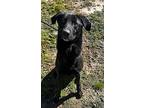Domino, Labrador Retriever For Adoption In Chisholm, Minnesota