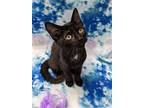 Luna, Domestic Shorthair For Adoption In Raleigh, North Carolina