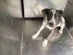 Rollie, Terrier (unknown Type, Small) For Adoption In Shreveport, Louisiana