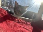 Lil Ann, Domestic Shorthair For Adoption In Baltimore, Maryland