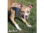Anuket (in Surgery 4/16), American Pit Bull Terrier For Adoption In Mason