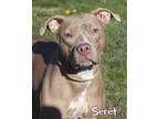 Seret, American Pit Bull Terrier For Adoption In Mason, Michigan