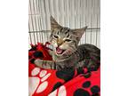 Spring, Domestic Shorthair For Adoption In Rock Springs, Wyoming