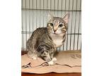 Ladybug, Domestic Shorthair For Adoption In Rock Springs, Wyoming