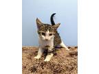 Chatter, Domestic Shorthair For Adoption In Kalamazoo, Michigan