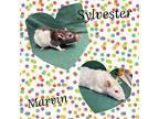 Sylvester And Marvin, Rat For Adoption In Edinburg, Pennsylvania