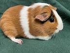 Trixie, Guinea Pig For Adoption In Edinburg, Pennsylvania